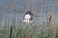 Floating Head of King Ludwig II of Bavaria set out by the Gugel Manner from a small electric boat.