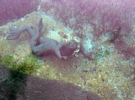 Mermaid in Badersee near Garmisch